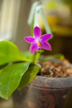 Bulanık bir arka plan üzerinde bir tencerede güzel nadir orkide
