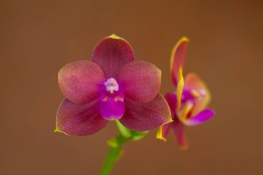 Bulanık bir arka plan üzerinde bir tencerede güzel nadir orkide