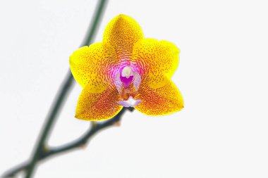 Beautiful rare orchid in a pot on a white background
