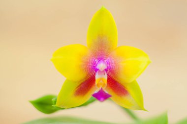 Bulanık bir arka plan üzerinde bir tencerede güzel nadir orkide