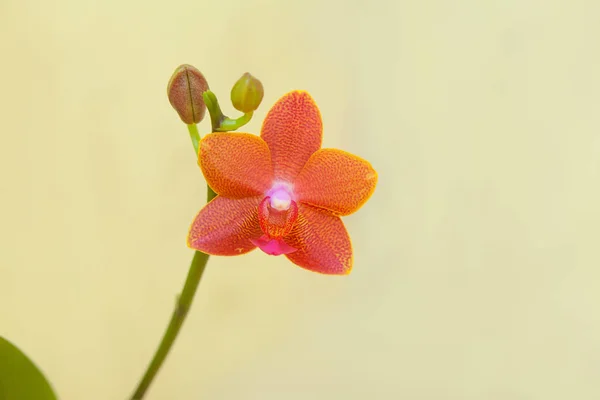 Belle Orchidée Rare Dans Pot Sur Fond Flou — Photo