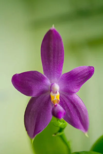 Bella Orchidea Rara Una Pentola Uno Sfondo Sfocato — Foto Stock