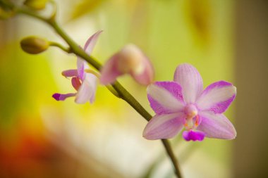Bulanık bir arka plan üzerinde bir tencerede güzel nadir orkide