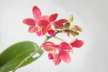 Beyaz arka planda bir tencerede nadir bulunan güzel bir orkide.