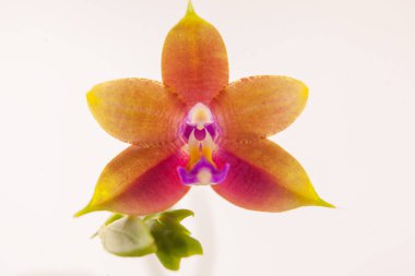 Beyaz arka planda bir tencerede nadir bulunan güzel bir orkide.