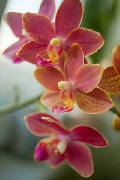 Bir Blurre Üzerinde Bir Tencerede Güzel Nadir Orkide — Stok fotoğraf