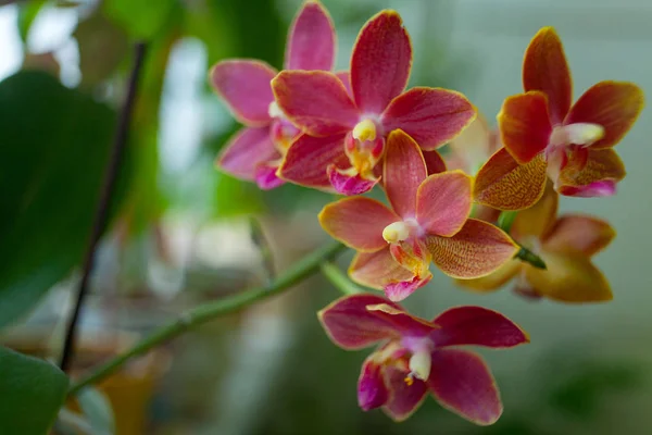 Belle Orchidée Rare Dans Pot Sur Flou — Photo
