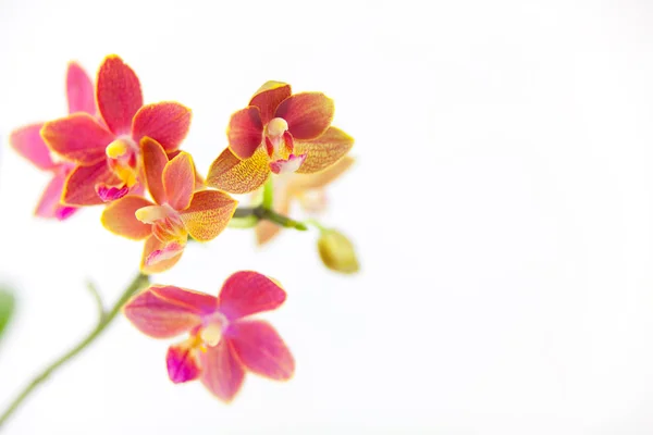 Beyaz Arka Planda Bir Tencerede Nadir Bulunan Güzel Bir Orkide — Stok fotoğraf