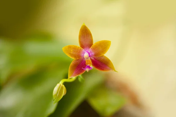 Belle Orchidée Rare Dans Pot Sur Fond Flou — Photo