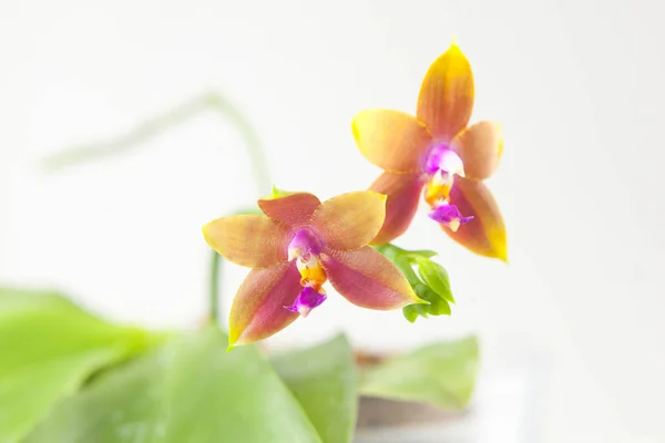 Bella Orchidea Rara Una Pentola Uno Sfondo Sfocato — Foto Stock