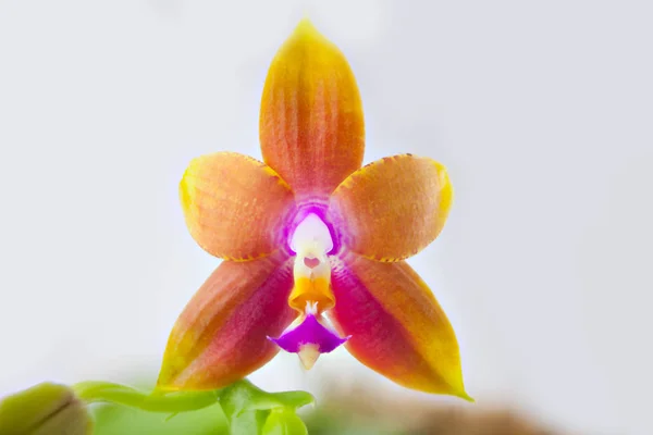 Hermosa Orquídea Rara Una Olla Sobre Fondo Blanco — Foto de Stock