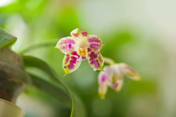 Bella Orchidea Rara Una Pentola Uno Sfondo Sfocato — Foto Stock