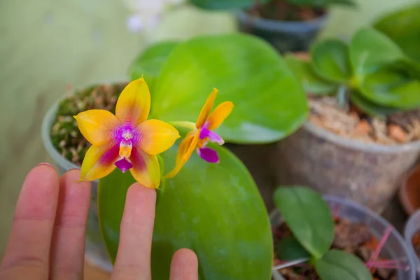 Belle Orchidée Rare Pot Sur Fond Flou — Photo