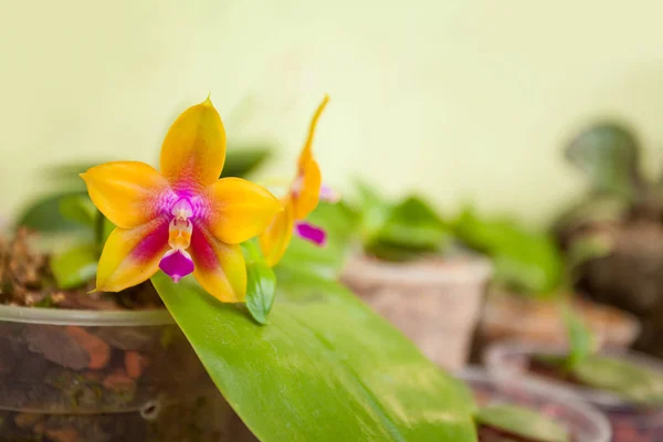 Arka Plan Bulanık Üzerinde Tencerede Güzel Nadir Orkide — Stok fotoğraf