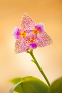 Penceredeki tencerede güzel bir orkide