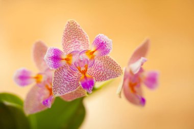 Penceredeki tencerede güzel bir orkide