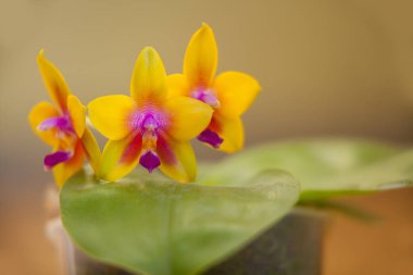 Bulanık bir arka plan üzerinde bir tencerede güzel nadir orkide