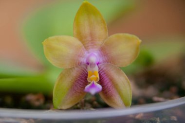 Bulanık bir arka plan üzerinde bir tencerede güzel nadir orkide
