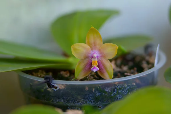 Hermosa Orquídea Rara Una Olla Sobre Fondo Borroso — Foto de Stock