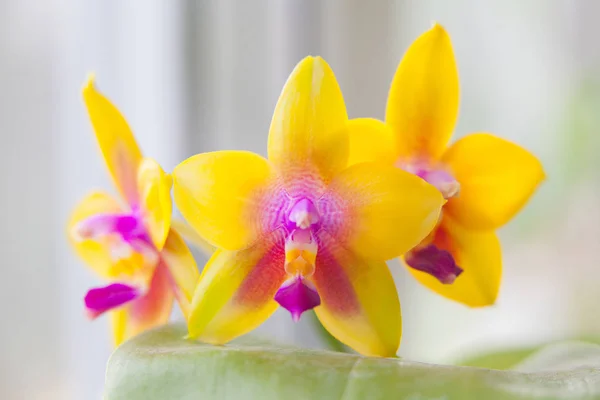 Hermosa orquídea rara en maceta sobre fondo borroso — Foto de Stock