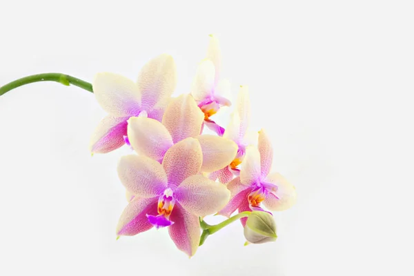 Hermosa orquídea rara en maceta sobre fondo blanco — Foto de Stock