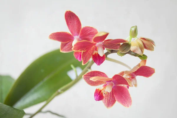 Beautiful rare orchid in pot on White  background — Stock Photo, Image