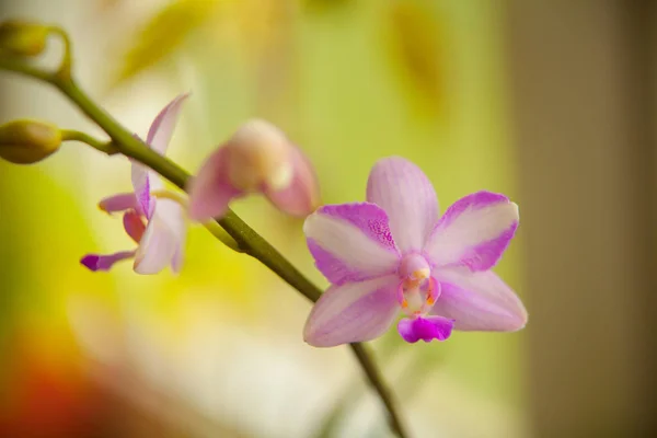 Krásné vzácné orchideje v hrnci na rozostřeného pozadí — Stock fotografie