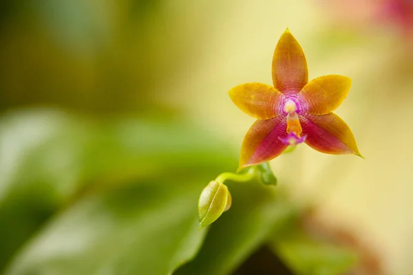 Beautiful rare orchid in pot on blurred background — Stock Photo, Image