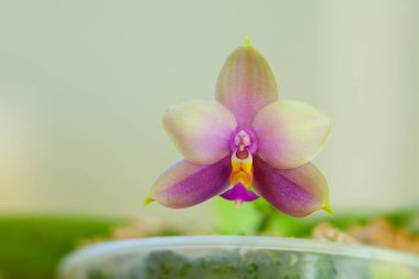 Bulanık bir arka plan üzerinde bir tencerede güzel nadir orkide