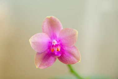 Bulanık bir arka plan üzerinde bir tencerede güzel nadir orkide