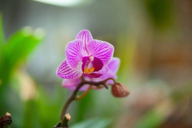 Bulanık bir arka plan üzerinde bir tencerede güzel nadir orkide