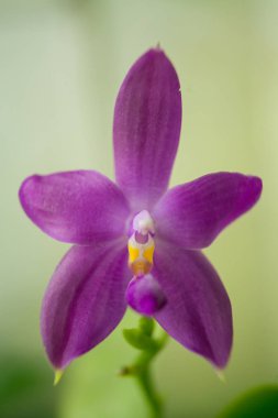 Bulanık bir arka plan üzerinde bir tencerede güzel nadir orkide