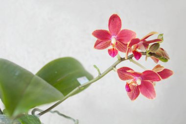 Beyaz arka planda bir tencerede nadir bulunan güzel bir orkide.