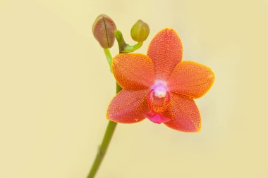 Bulanık bir arka plan üzerinde bir tencerede güzel nadir orkide