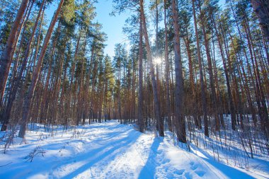 Güneşli bir günde Güzel bir kış ormanı