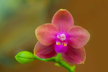 Bulanık bir arka plan üzerinde bir tencerede güzel nadir orkide