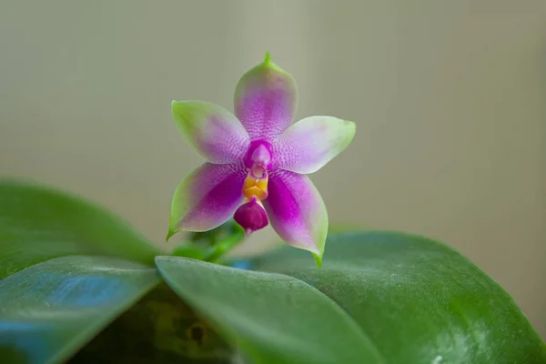 Hermosa Orquídea Rara Una Olla Sobre Fondo Borroso — Foto de Stock