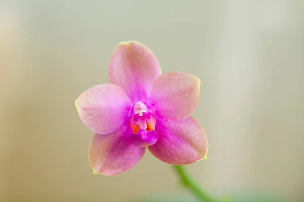 Krásné Vzácné Orchideje Hrnci Rozostřeného Pozadí — Stock fotografie