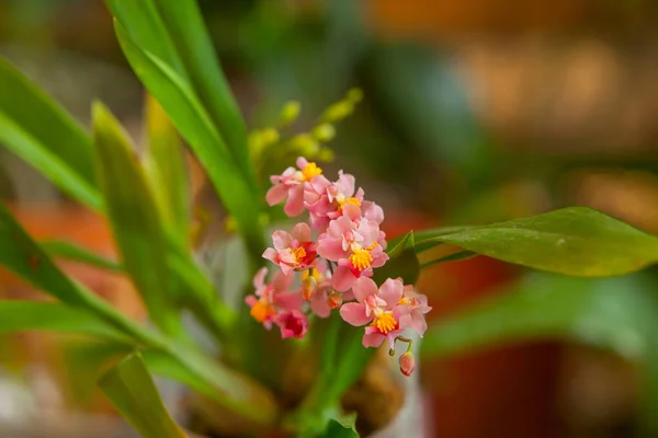 Kaunis Harvinainen Orkidea Potissa Hämärtyneellä Taustalla — kuvapankkivalokuva