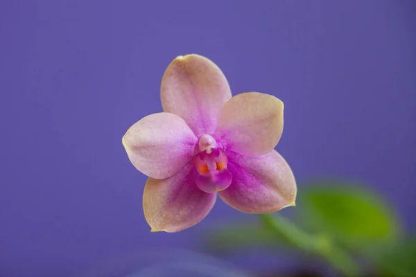 Hermosa Orquídea Rara Una Olla Sobre Fondo Azul — Foto de Stock