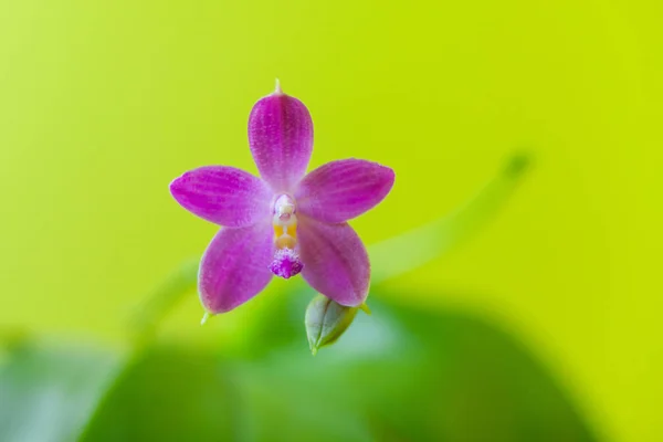 Belle Orchidée Rare Dans Pot Sur Fond Jaune — Photo