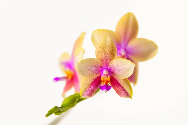 Krásná Vzácná Orchidej Hrnci Bílém Pozadí — Stock fotografie