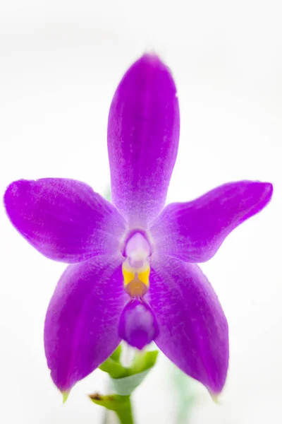 Beautiful Rare Orchid Pot White Background — Stock Photo, Image