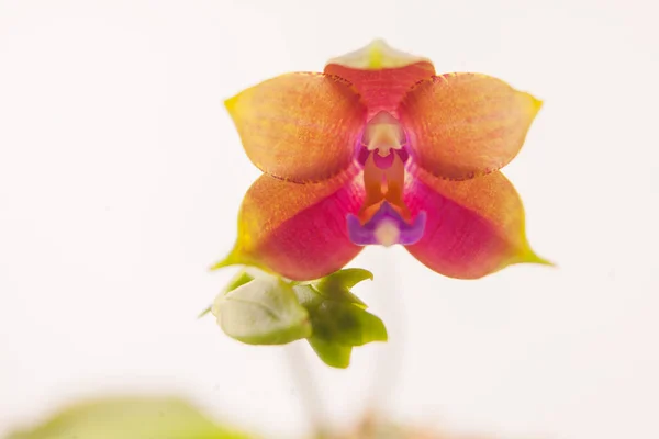Piękna Rzadka Orchidea Garnku Białym Tle — Zdjęcie stockowe