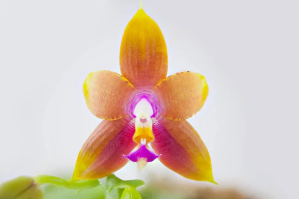 Hermosa Orquídea Rara Una Olla Sobre Fondo Borroso — Foto de Stock