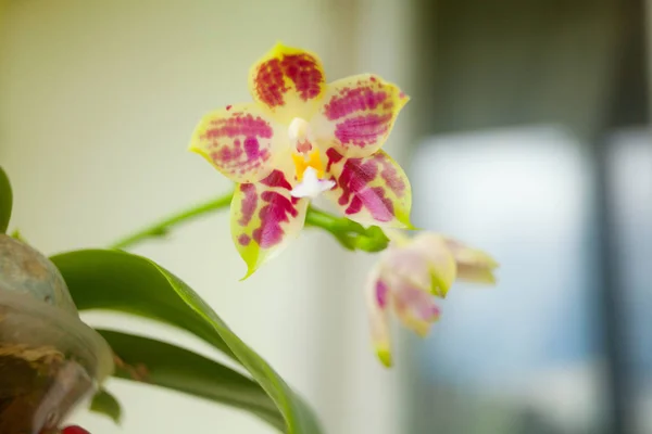 Orquídea Rara Bonita Pote Fundo Borrado — Fotografia de Stock