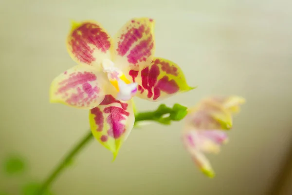 Beautiful Rare Orchid Pot Blurred Background — Stock Photo, Image