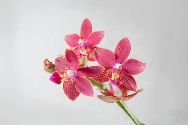 Hermosa Orquídea Rara Una Olla Sobre Fondo Blanco — Foto de Stock