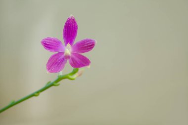 Bulanık bir arka plan üzerinde bir tencerede güzel nadir orkide
