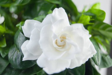 güzel beyaz çiçek gardenya yeşil zemin üzerine